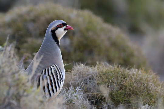 Chukar partridge (Alectoris chukar), Greece