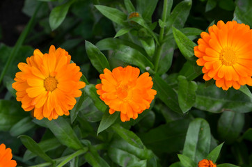 Fototapeta premium Chamomile and other flowers grow on a flower bed