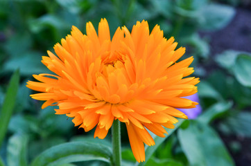 Obraz premium Chamomile and other flowers grow on a flower bed