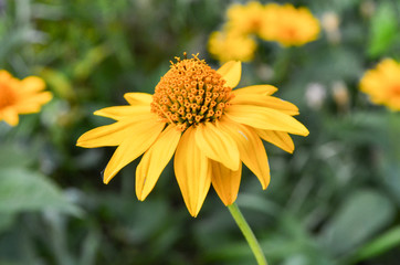 Chamomile and other flowers grow on a flower bed
