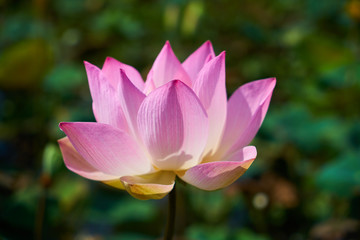 Lotus Flower