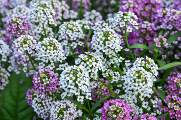 other flowers grow on a flower bed,