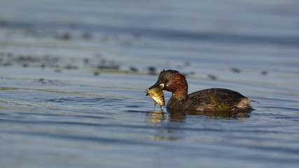 Little Grebe (Tachybaptus ruficollis), Crete