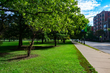 Tree Lined Sidewalk in Lincoln Park Chicago