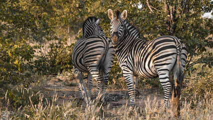 Zebras couple