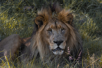 Lion