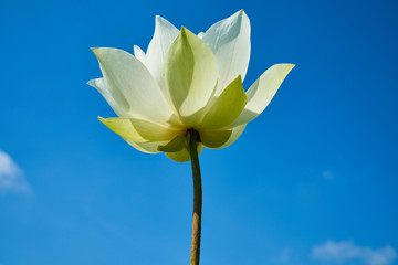 Lotus Flower