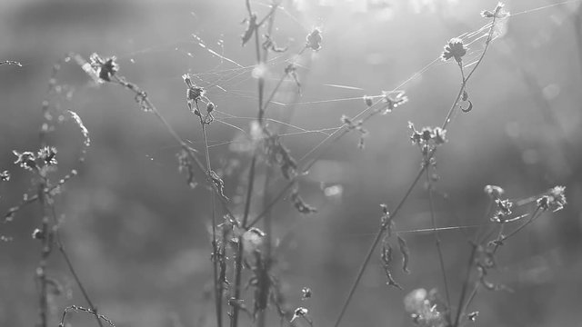 Beautiful floral grassy black and white background with dry autumn plants and shiny cobweb. Indian summer. Real time full hd video footage.