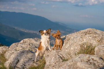 two dogs on the mountain