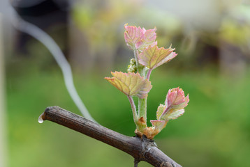 Close-up new young leaves of grape plant.