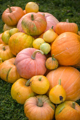 Photo of harvest of pumpkins