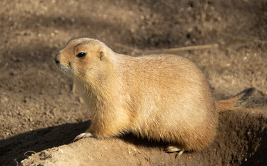 portrait of prairie dog