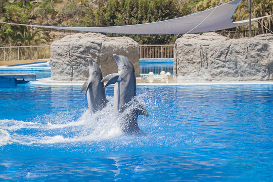 Dolphins show in a pool. © coffeeflavour