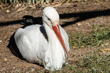 Liegender Storch