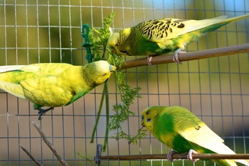 Fototapeta premium Zieloni są dla ciebie dobrzy! 3 papużki faliste jedzące przekąskę z marchwi.