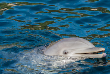 Delfin taucht aus Wasser auf 