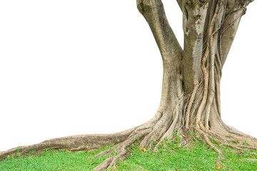 Roots of a tree and trunk isolated on white background. This has clipping path.