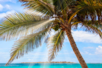 Fototapeta na wymiar Palm tree with ocean, sun beam and blue sky