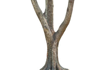 Tree trunk isolated on white background. This has clipping path.
