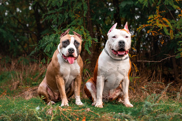  american staffordshire terrier dog autumn portrait of two dogs for a walk in the park