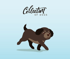 Cute dogs labrador and retriever. Flat animal cartoon character.