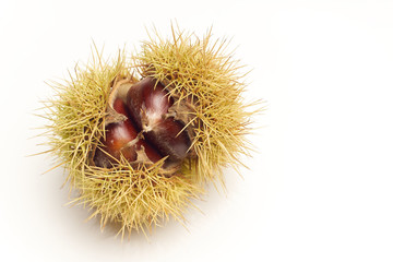 Sweet chestnut on white background