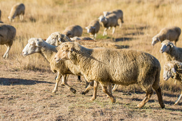 Sheep and goats graze on green grass in spring	