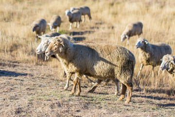 Sheep and goats graze on green grass in spring	