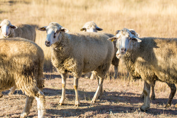 Obraz premium Sheep and goats graze on green grass in spring 
