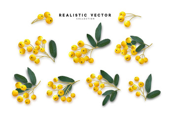 Rowan berries realistic isolated on white background