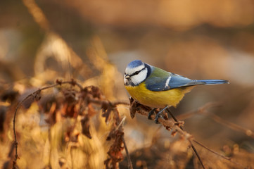 Blue tit sits on a branch on a background of dry grass in the forest park.