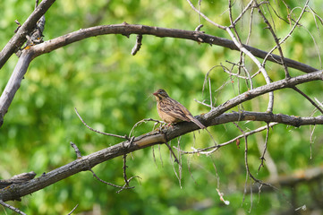 Ortolan sits on a branch with a bunch of blades of grass in its beak to build a nest.