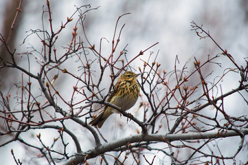 Tree pipit sits on a tree branch with swollen buds in a forest belt.