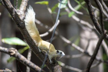 Peach squirrel on a tree