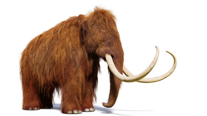 Fototapeta premium mamut włochaty, prehistoryczny ssak na białym tle z cieniem na białym tle (ilustracja 3d)