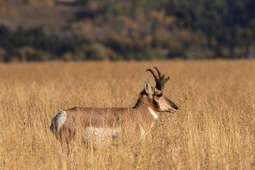Pronghorn Antelope Buck in Fall