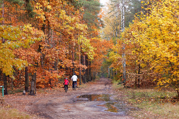 Drewno opałowe w lesie - Kolory jesieni - obrazy, fototapety, plakaty