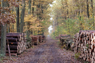 Drewno opałowe w lesie - Kolory jesieni