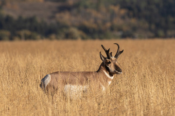 Pronghorn Antelope Buck in Fall