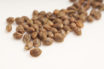 Cannabis seeds on white background macro