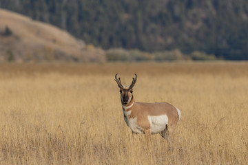 Pronghorn Antelope Buck in Fall