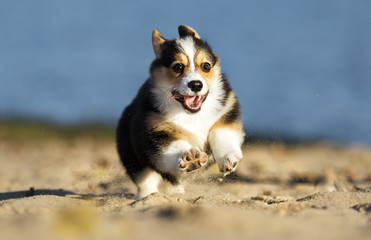 welsh corgi puppy on the beach