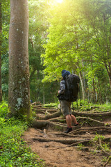 Hiker trekking on the trail in a deep forest