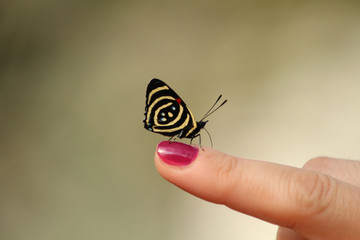 Fototapeta na wymiar Little butterfly in Iguazu falls, Argentina