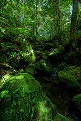 Beautiful stream in green forest