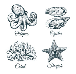  Collection sketch Octopus, coral, oyster starfish
