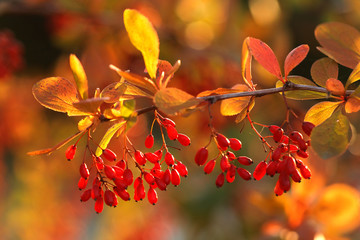 Barberry (Berberis thunbergii) bush in the rays of the setting sun