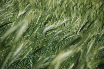 wheat field / Weizenfeld