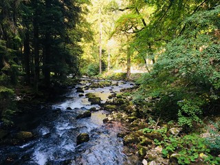 forêt au Jura, près des grottes de Vallorbe, ambiance féérique