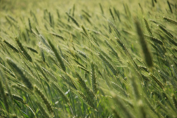 wheat field / Weizenfeld